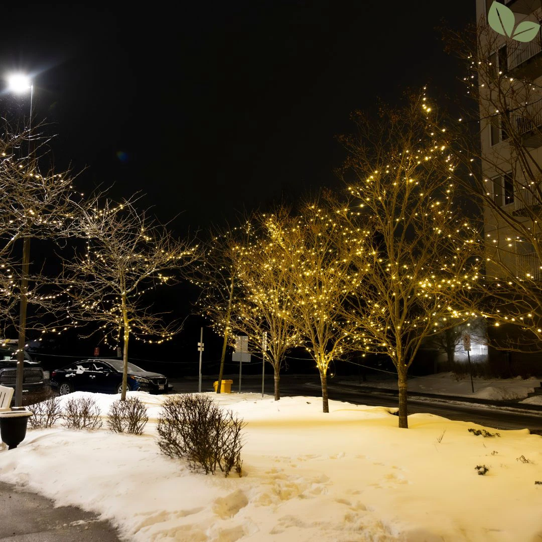 Commercial Christmas tree lighting installed on outdoor trees at night