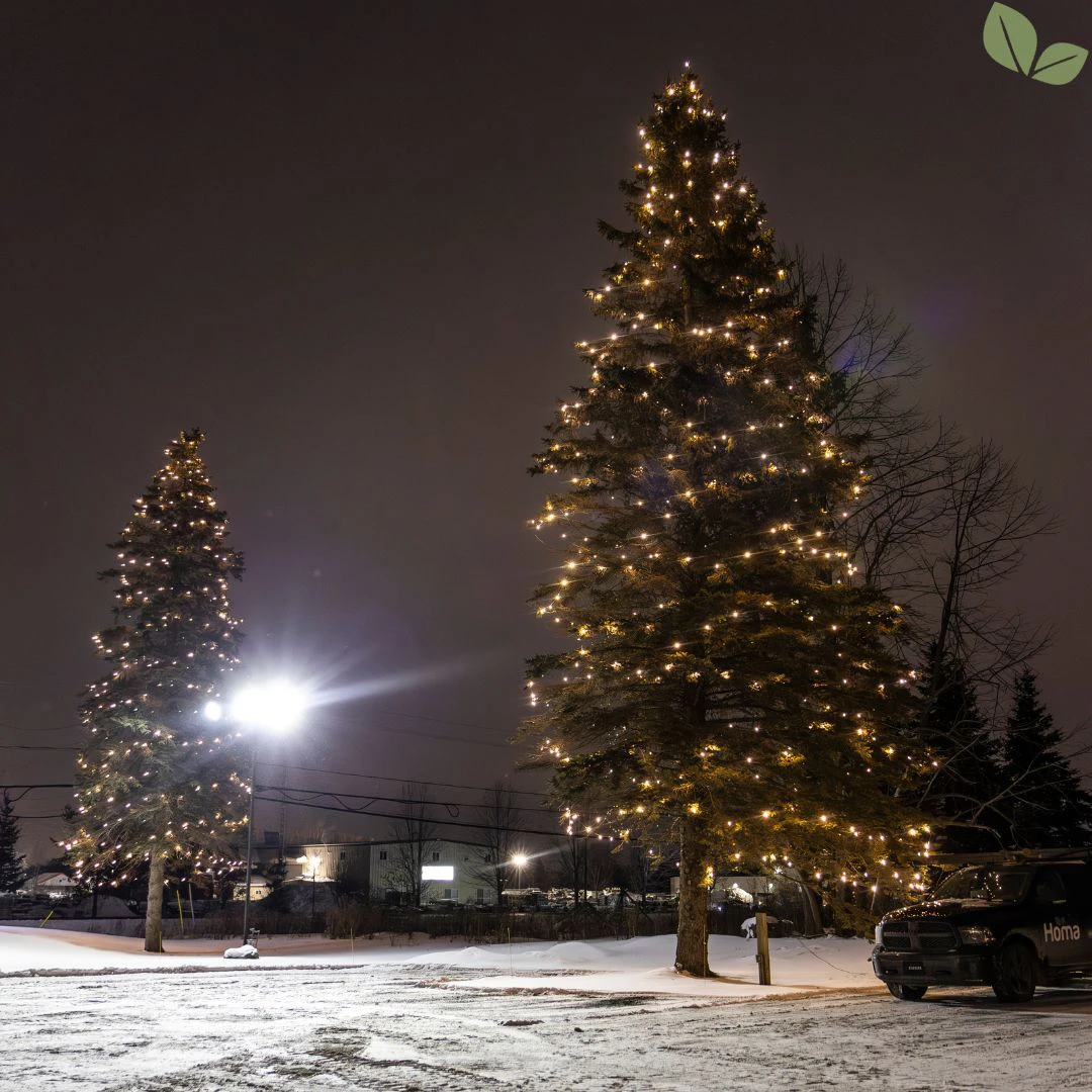 Commercial Christmas tree lighting on tall evergreen trees in a commercial parking area at night