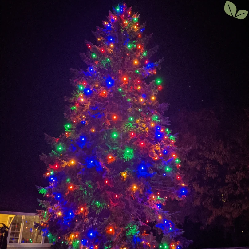 Large outdoor Christmas tree decorated with colorful holiday lights at night